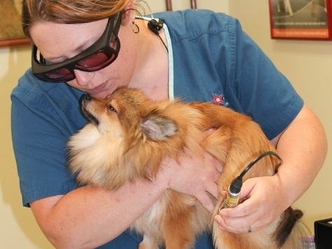 Pet Laser Therapy Services - Big Lick Veterinary Services