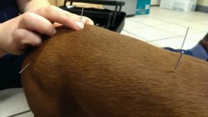 Veterinary Acupuncture - Roanoke Veterinarian - Pet Care
