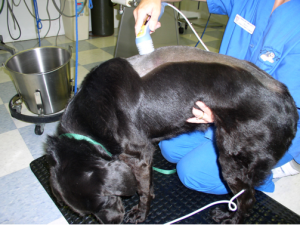Big Lick Veterinary Services - Pet Physical Rehab - Roanoke, VA