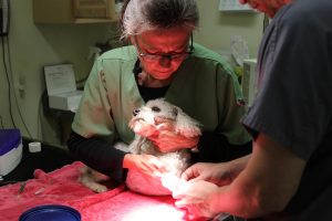 Pet Dental Care - Big Lick Veterinary Services - Roanoke, VA