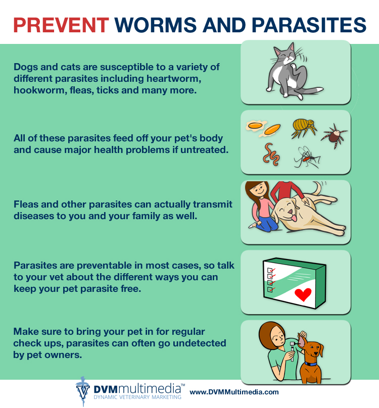 Parasite Prevention - Big Lick Veterinary Services - VA