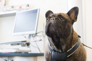 Pet Diagnostic Tools - Veterinary Services - Roanoke, VA