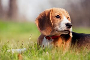  Pet Eye Care - Tonovet - Big Lick Veterinary Services