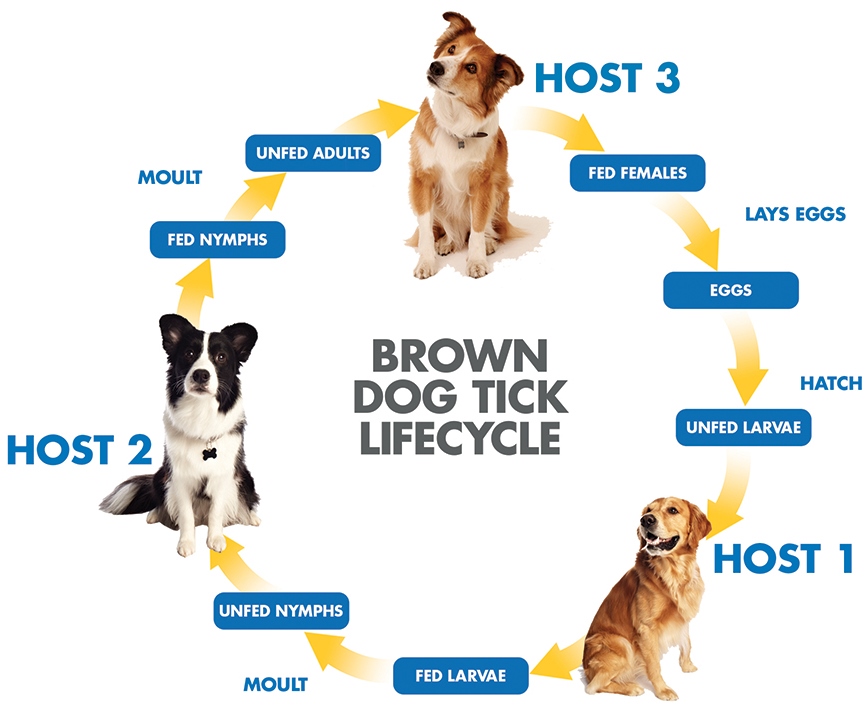 How Do You Treat Ehrlichia In Dogs