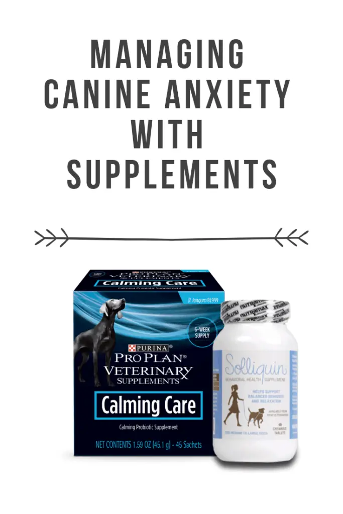 Managing Canine Anxiety With Supplements