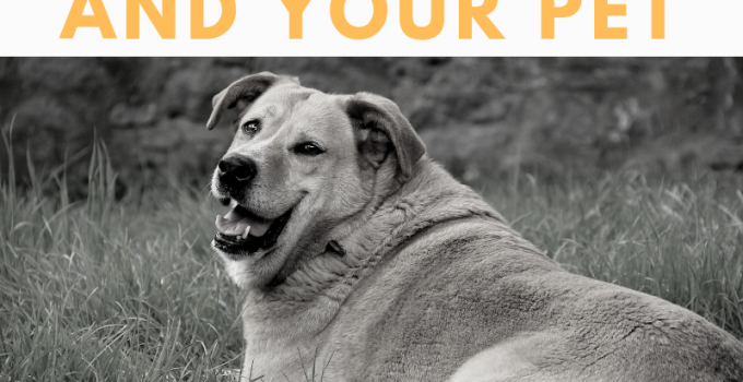 weight loss and your pet