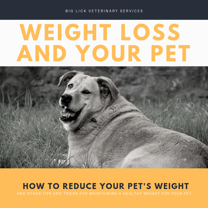weight loss and your pet