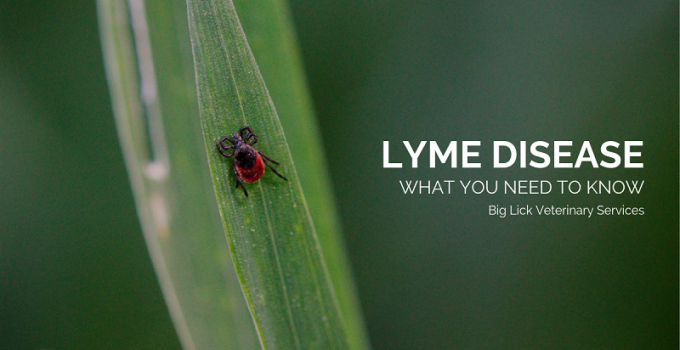 lyme disease
