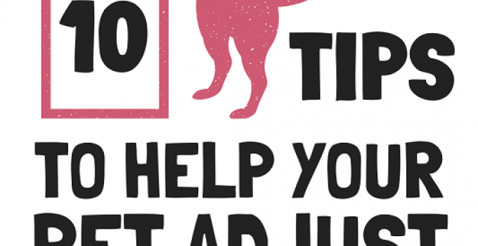 10 Tips To Help Your Pet Adjust Post-Quarantine