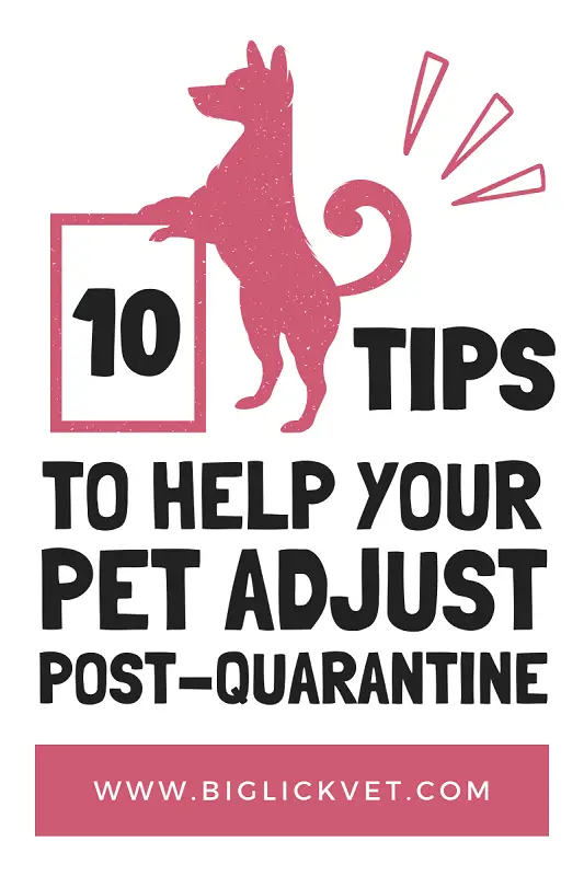 10 Tips To Help Your Pet Adjust Post-Quarantine
