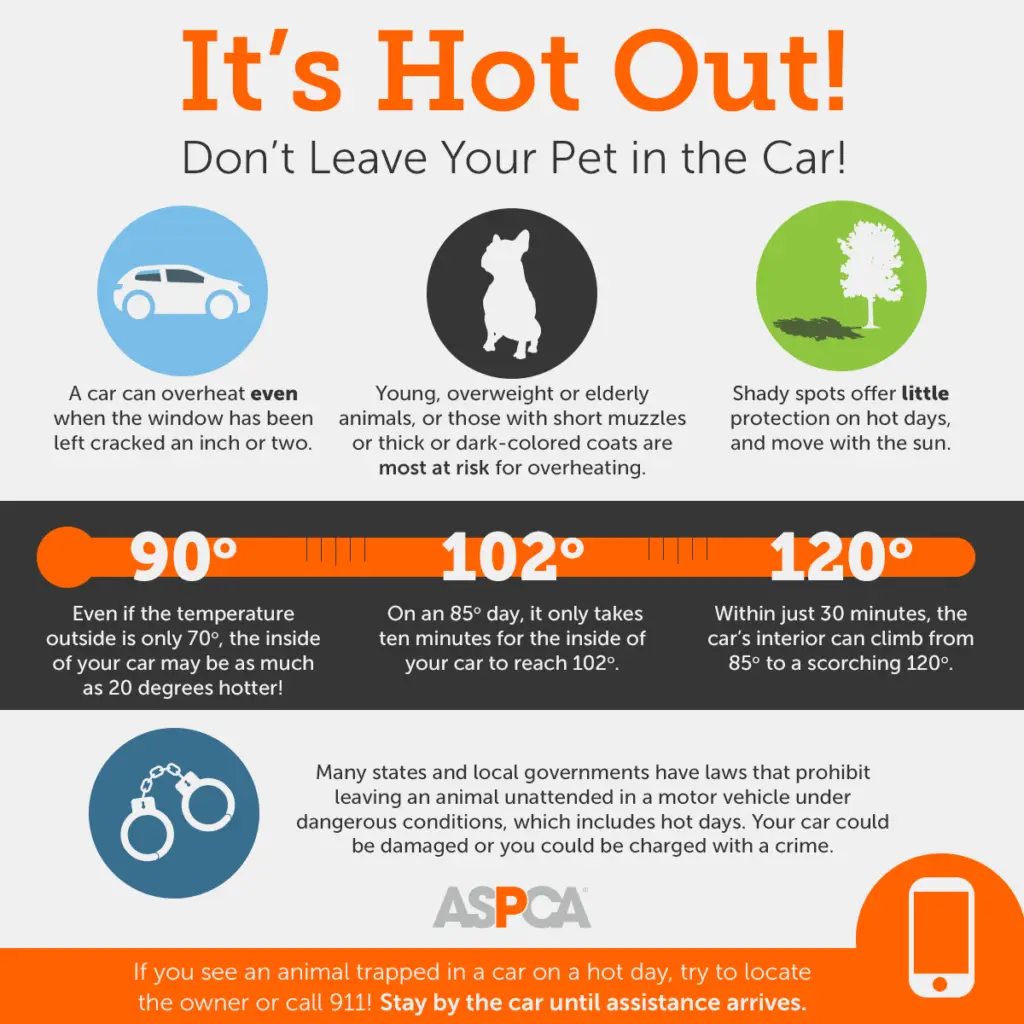 8 Tips To Beat The Heat And Keep Your Pets Safe This Summer