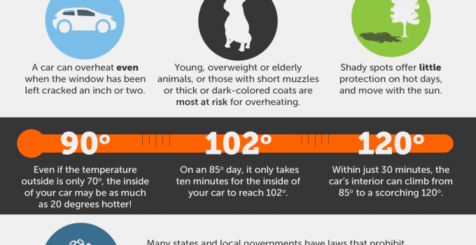 8 Tips To Beat The Heat And Keep Your Pets Safe This Summer