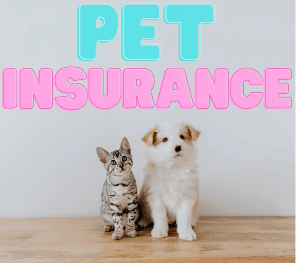 What You Should Know About Pet Insurance