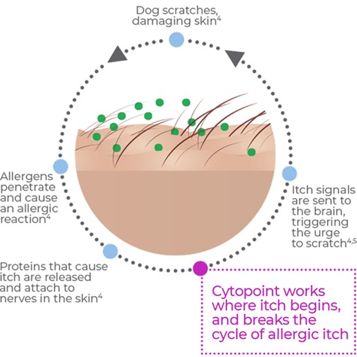 Cytopoint: A Fast-Acting, Single Dose Injection for Itchy Dogs | Big