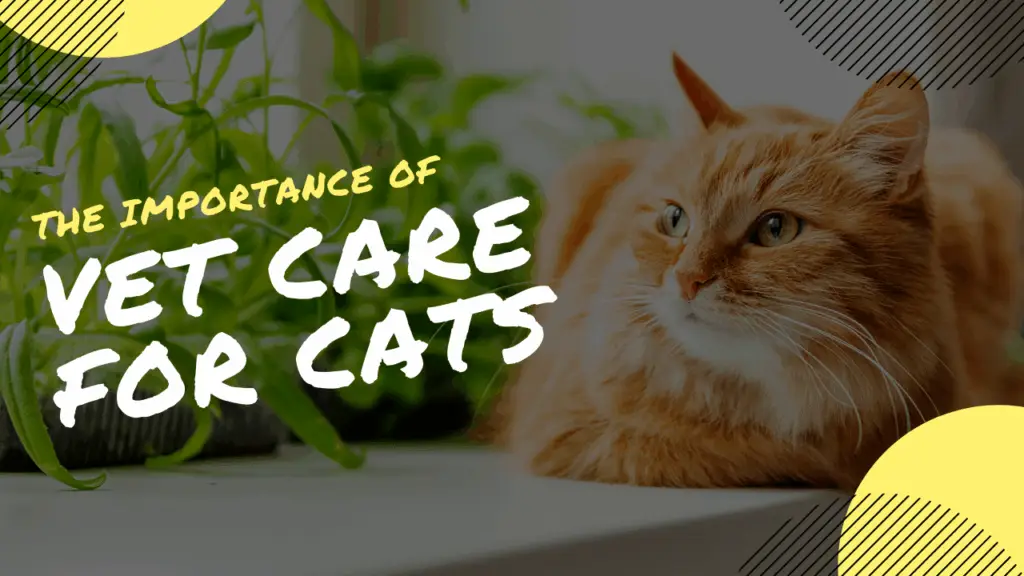 The Importance of Routine Veterinary Care for Cats