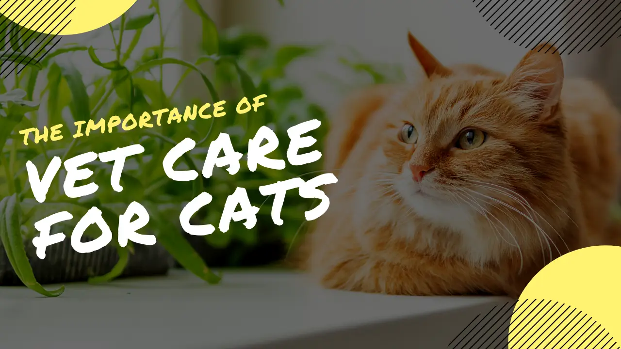 The Importance of Routine Veterinary Care for Cats