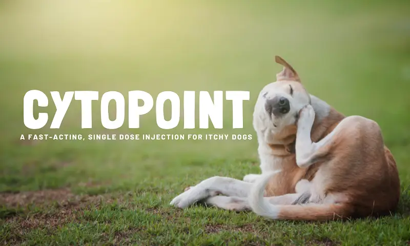 Cytopoint: A Fast-Acting, Single Dose Injection for Itchy Dogs