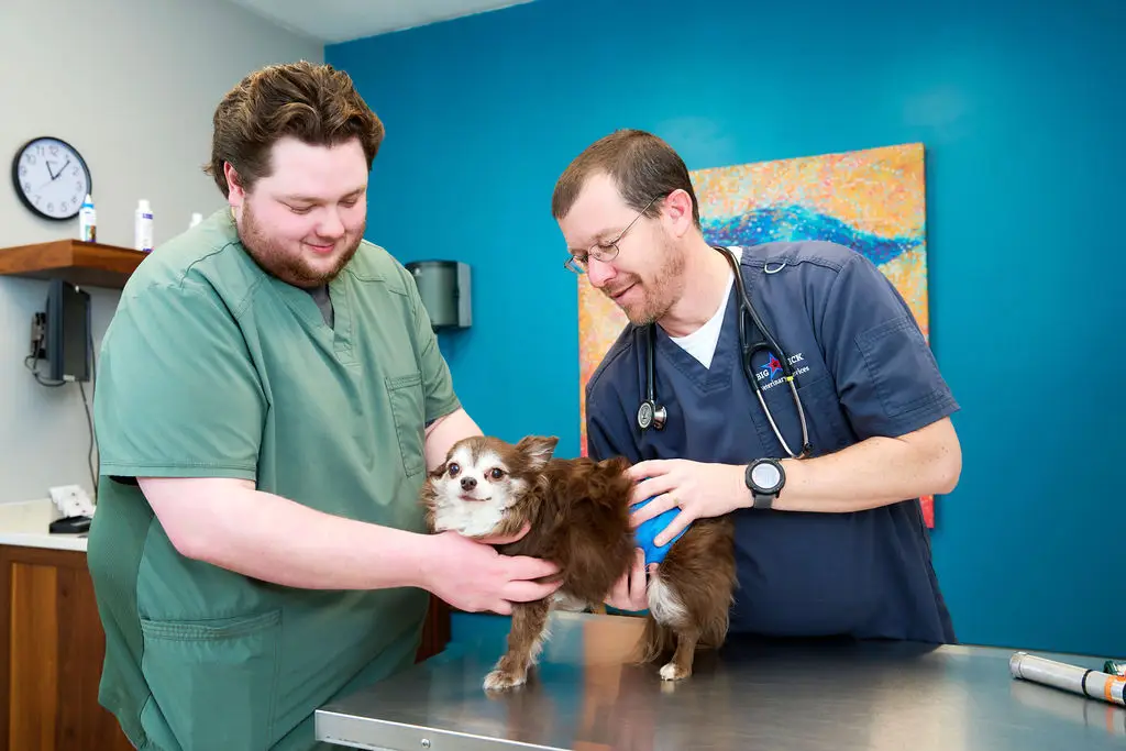 A chihuahua is examined by veterinary staff at Big Lick Veterinary Services.