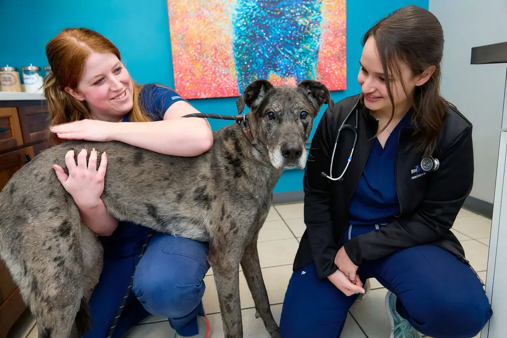 Big Lick Vet staff pose with great dane