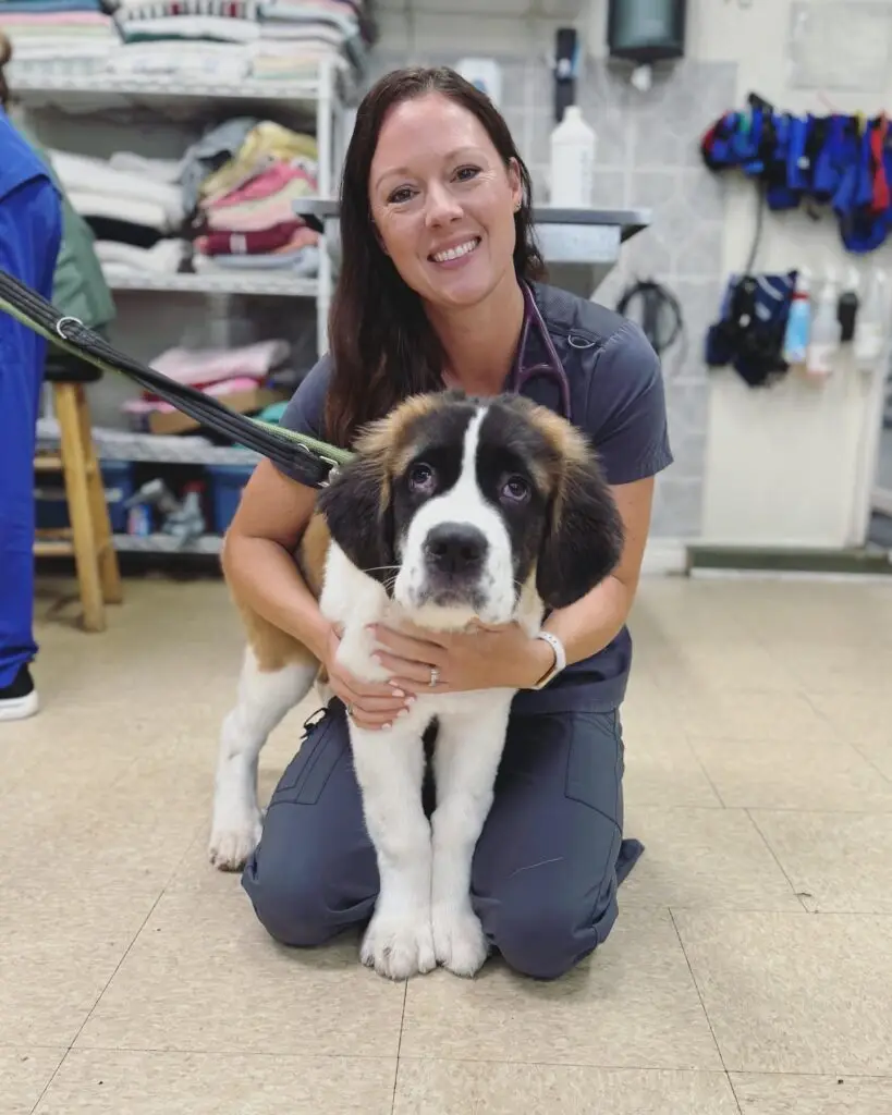 Dr. Sheppard poses with a big St. Bernard puppy at Big Lick Veterinary Services