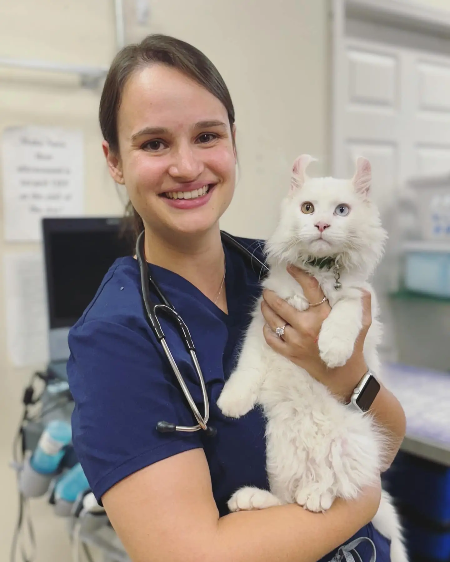 A large white cat is held by Dr. Soffin at Big Lick Veterinary Services in Roanoke, VA.