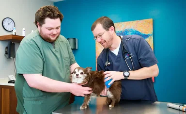 A chihuahua is examined by veterinary staff at Big Lick Veterinary Services.
