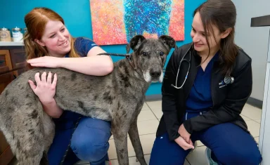 Big Lick Vet staff pose with great dane