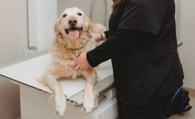 dog-preparing-xray (1)