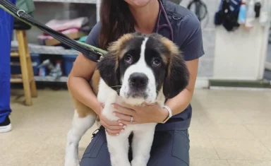 Dr. Sheppard poses with a big St. Bernard puppy at Big Lick Veterinary Services
